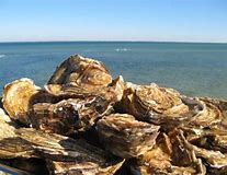 Les Villas de Rhuys Tout ce que vous pourrez voir et faire dans la région